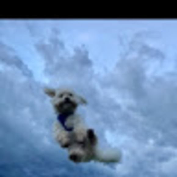 Meet your Posher, Celeste - Picture 1 of 1